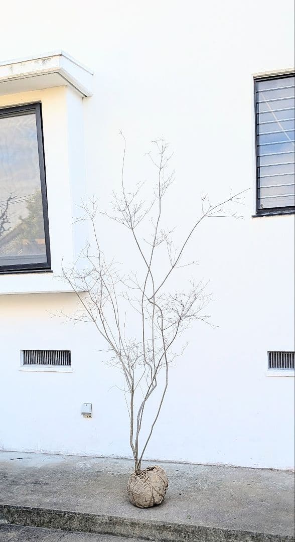 神秘的。山採りドウダンツツジ。