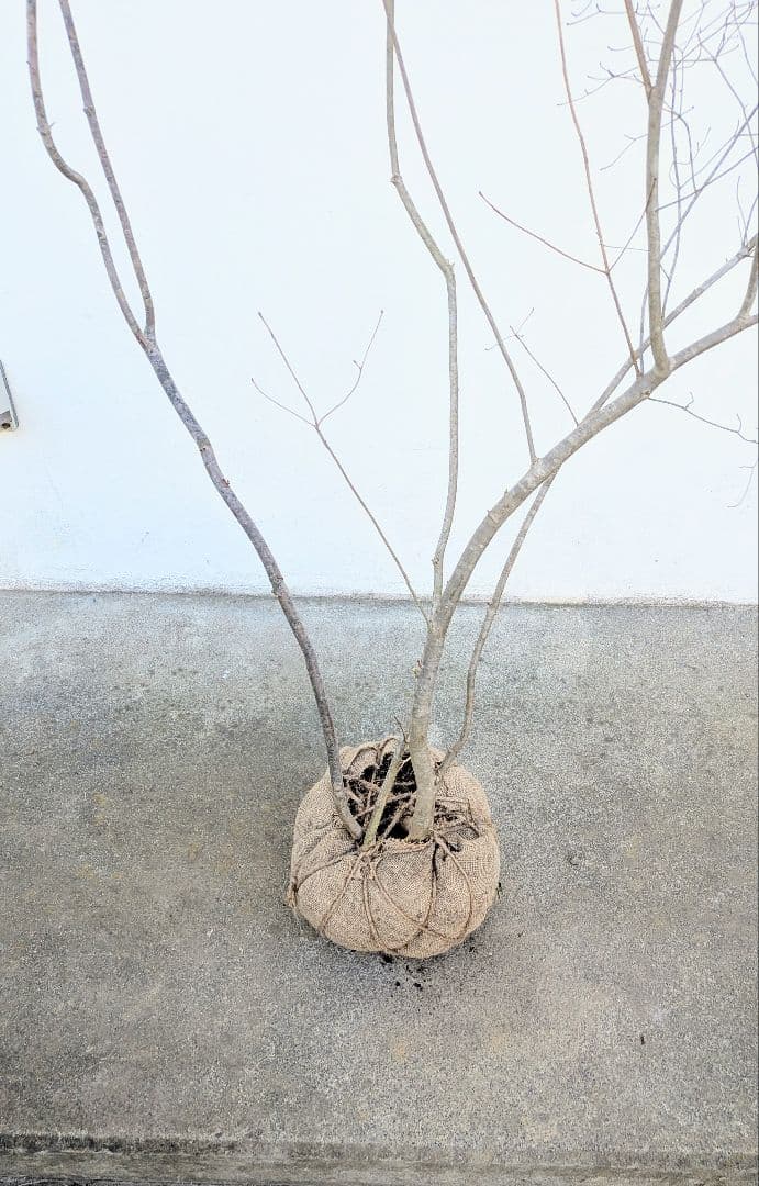 神秘的。山採りドウダンツツジ。