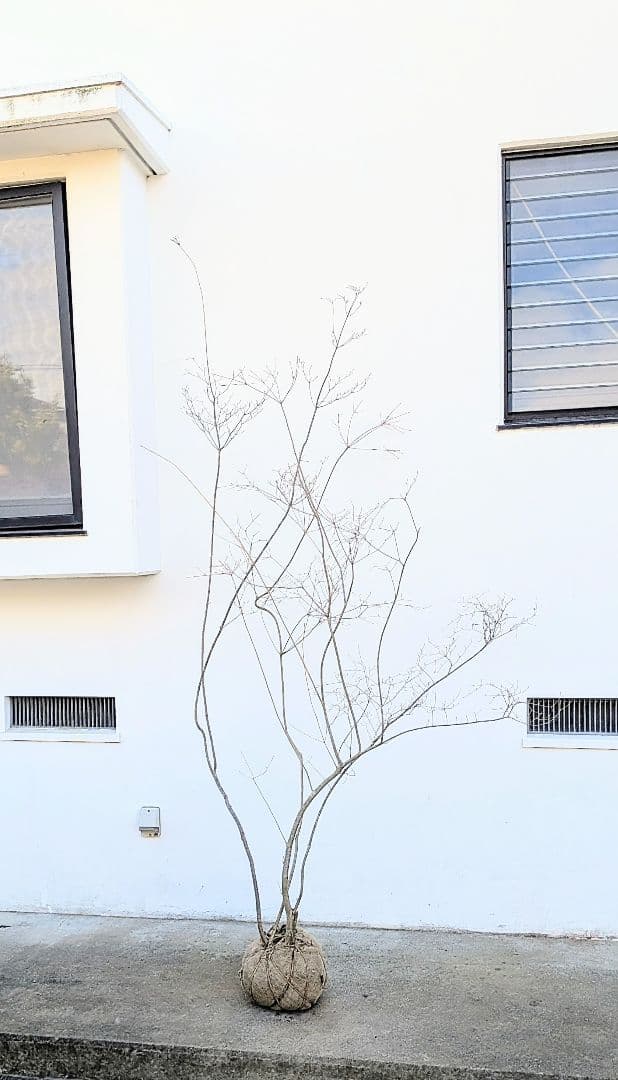 神秘的。山採りドウダンツツジ。