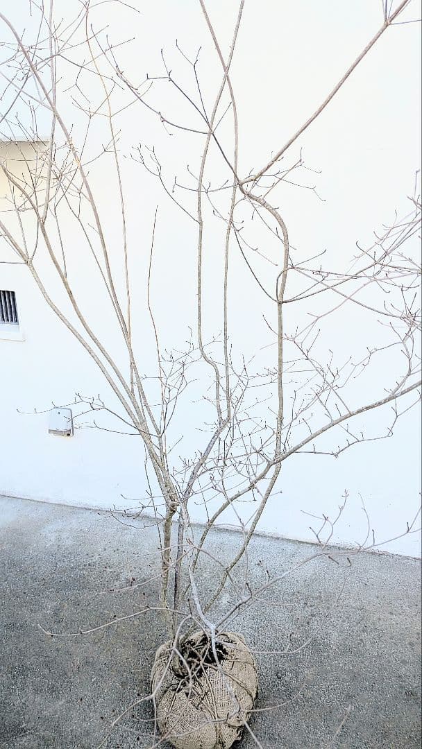 神秘的。山採りドウダンツツジ。