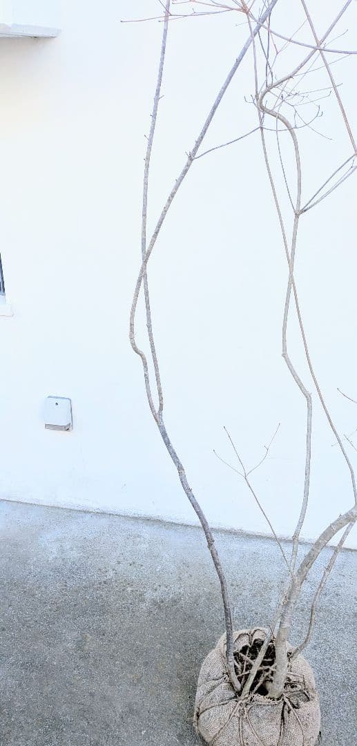 神秘的。山採りドウダンツツジ。