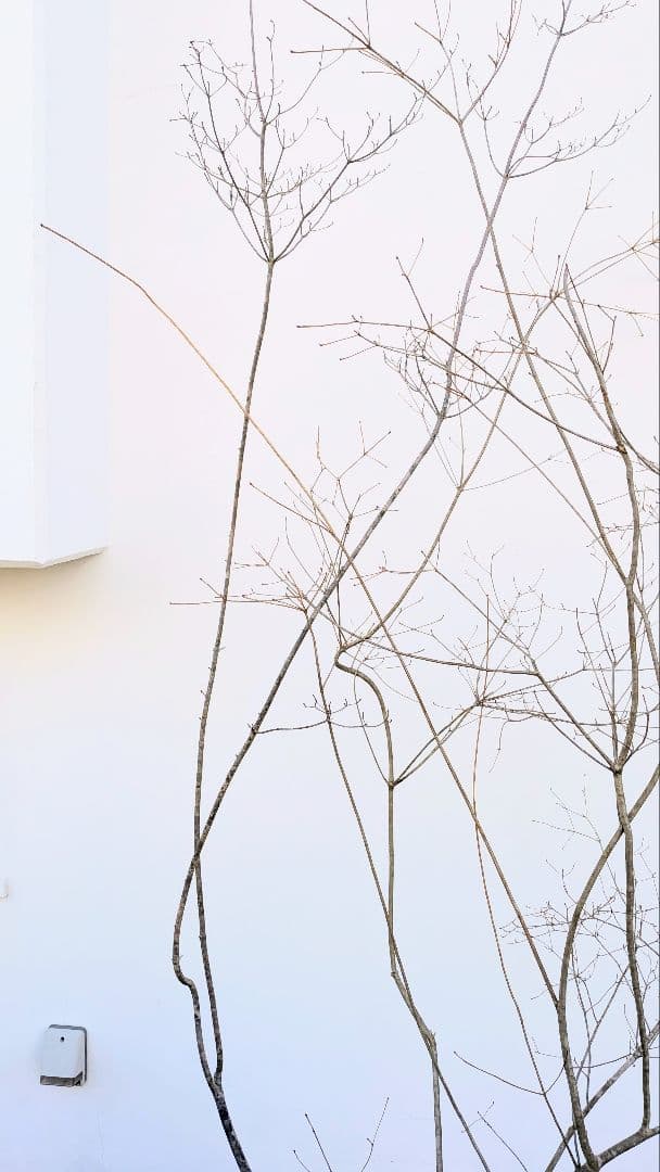 神秘的。山採りドウダンツツジ。