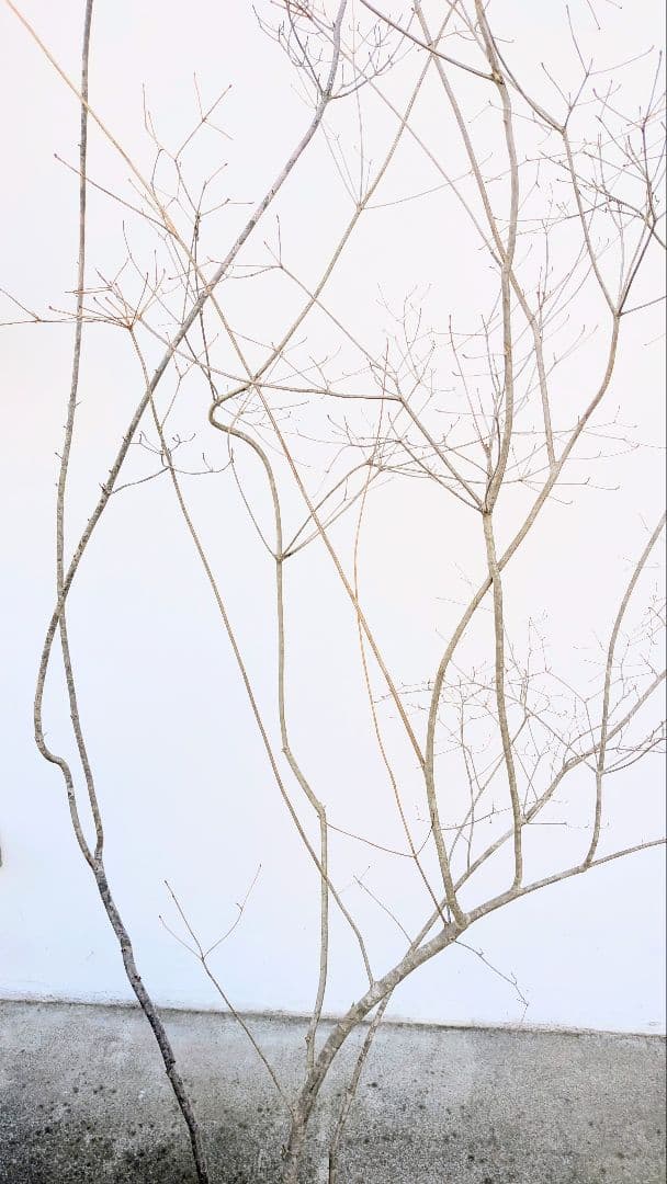 神秘的。山採りドウダンツツジ。