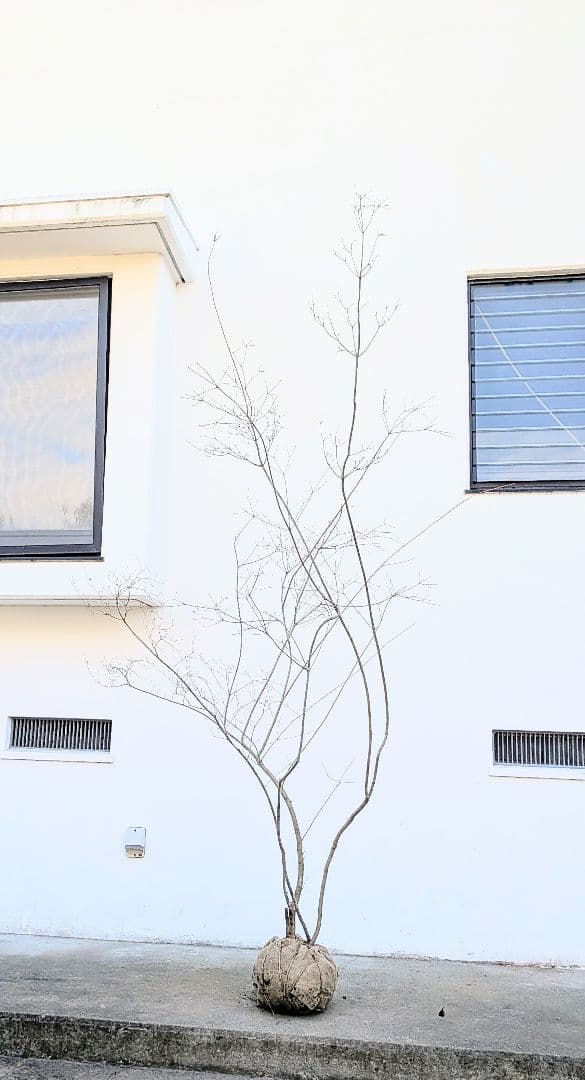 神秘的。山採りドウダンツツジ。