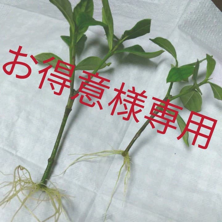 盆栽用に～クチナシ2本・