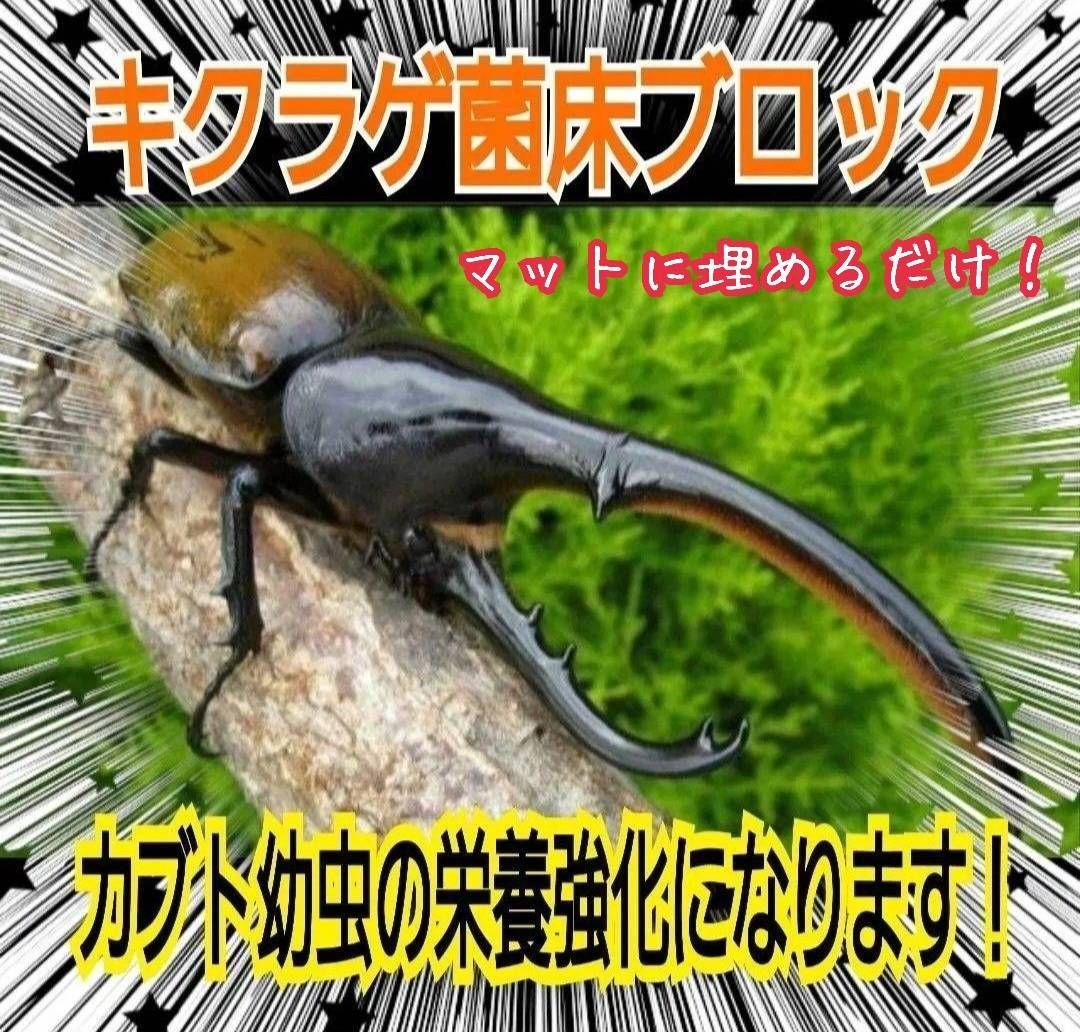 カブトムシ幼虫の栄養強化に抜群！マットに埋めるだけ！キクラゲ菌床ブロック　25個