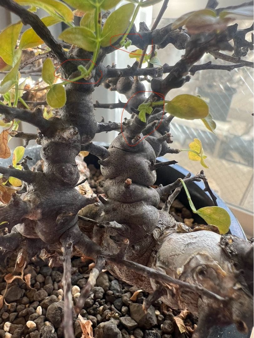 【発根済】コミフォラ エイル　灌木 塊根