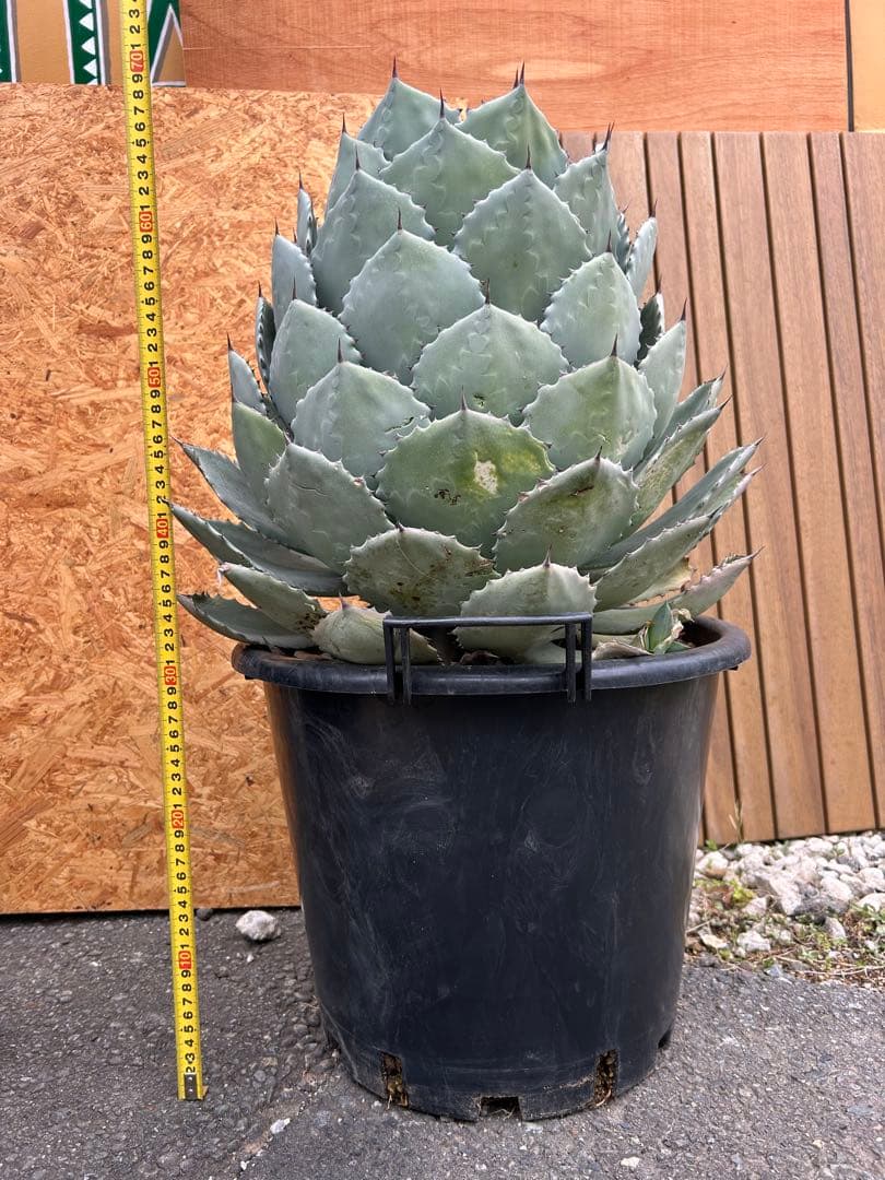 特大パリー　吉祥天　アガベ