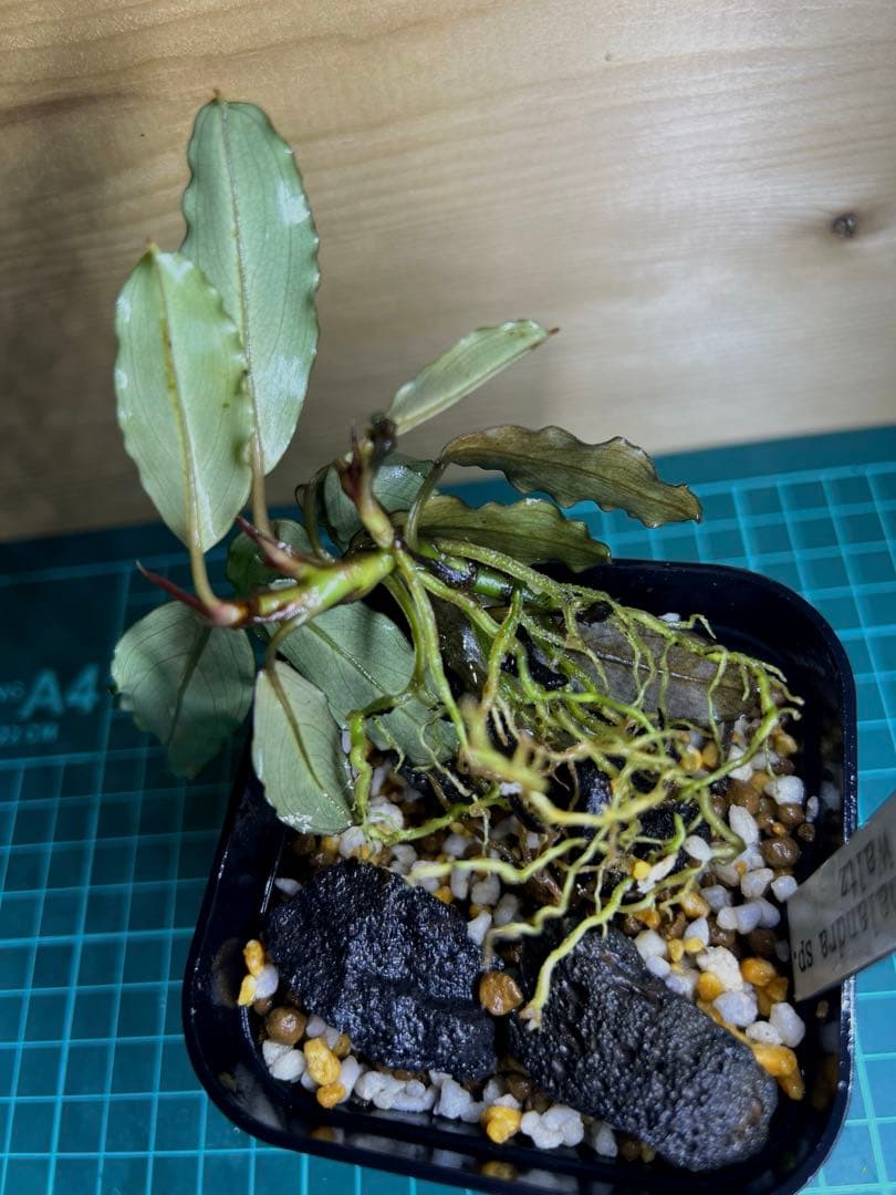 ブセファランドラspレッドワルツ