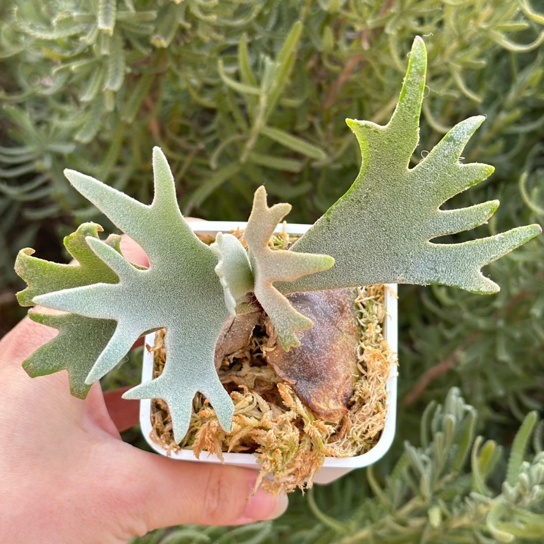 Yellow moon dwarf ’totoro’ sporeling 509