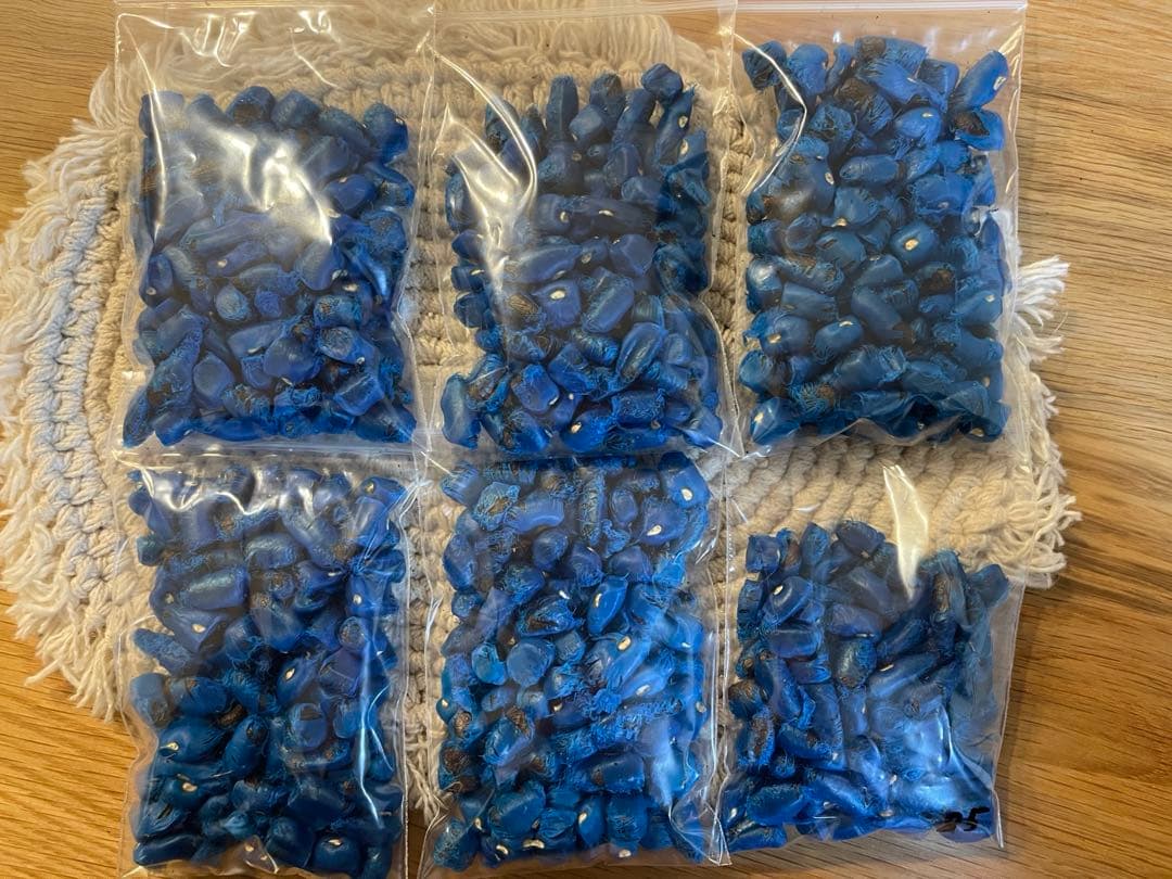 タヒビトノキ　種子　585粒