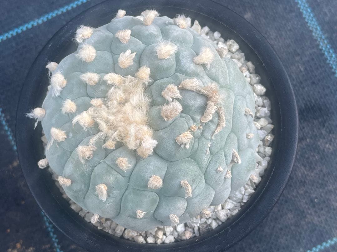 ロフォフォラ　銀冠玉モンスト綴化