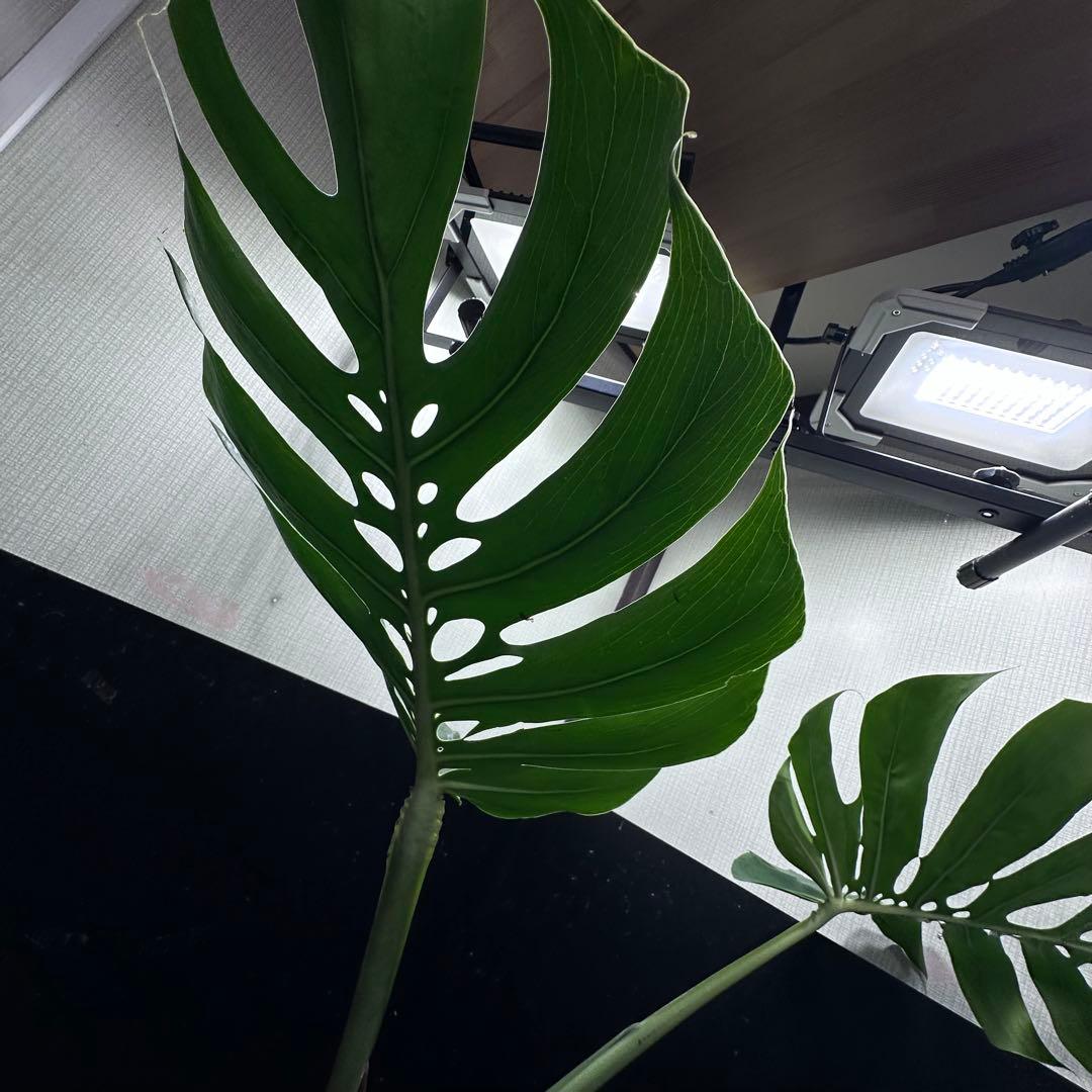 磯*孝様 モンステラデリシオーサマクロコズム超希少系統鉢植え78㎝