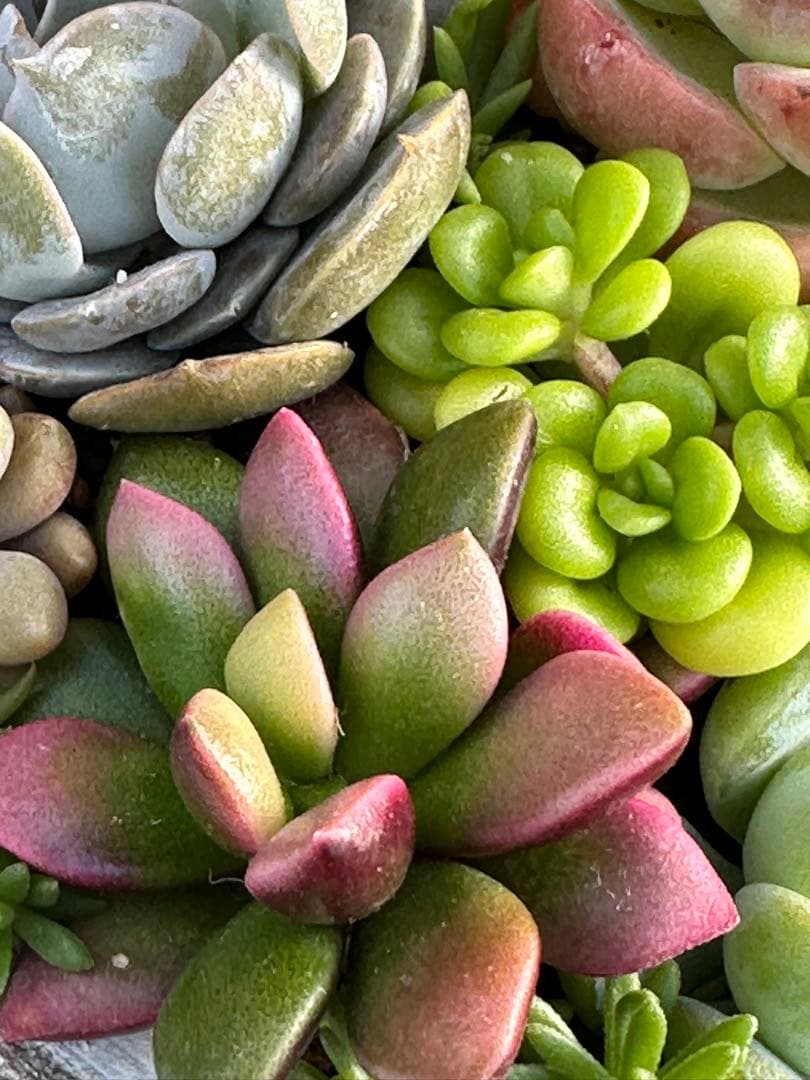 多肉植物 ☆リメ鉢寄せ植え