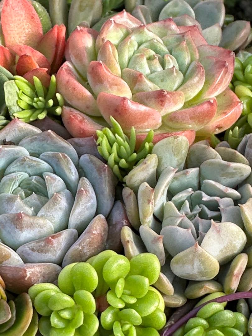 多肉植物 ☆リメ鉢寄せ植え