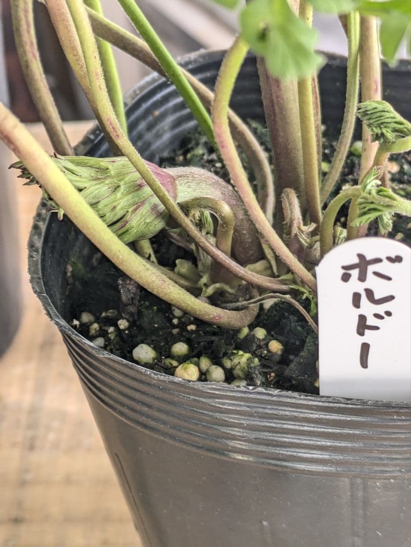 ♡はるかぜ様♡