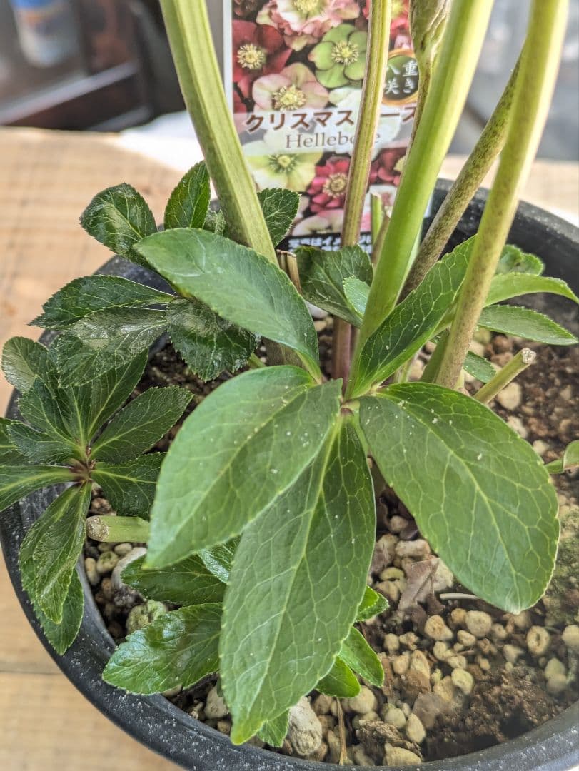 ♡はるかぜ様♡