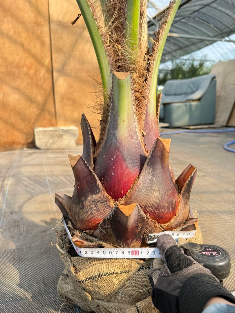 ココスヤシシルバーリーフ【極太】葉先180cm幹回り80cm 幹高40cm