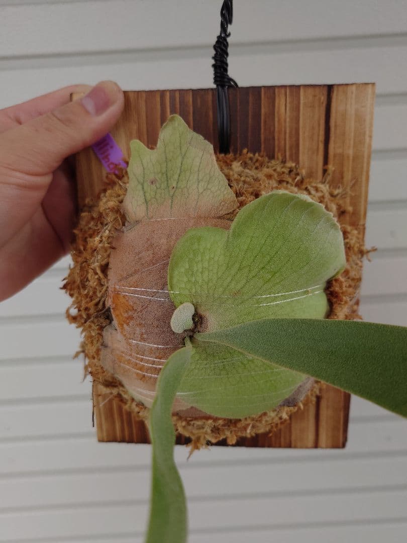 ビカクシダウィリンキーSpore子株