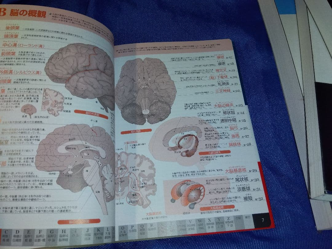 プロメテウス解剖学アトラス 解剖学総論/運動器系 他４冊セット