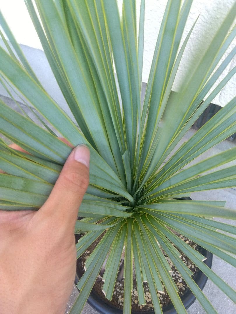 ユッカ　ロストラータ　10号鉢つき　根上がり❗