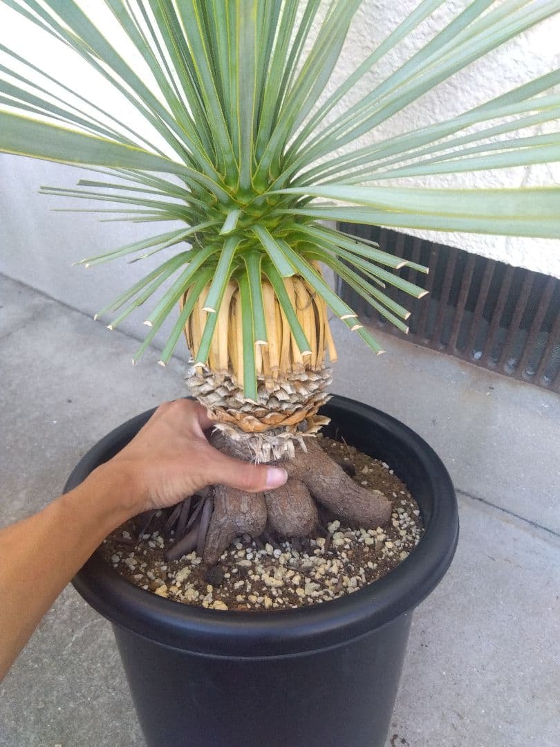 ユッカ　ロストラータ　10号鉢つき　根上がり❗