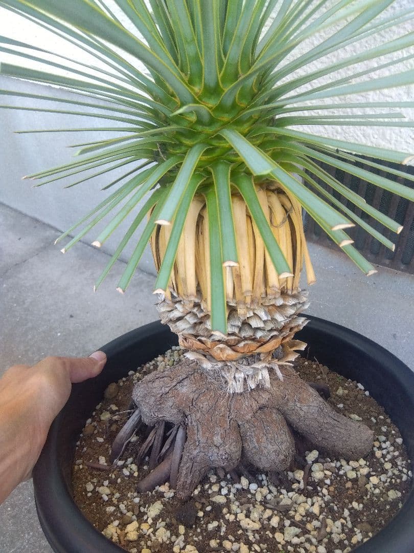 ユッカ　ロストラータ　10号鉢つき　根上がり❗