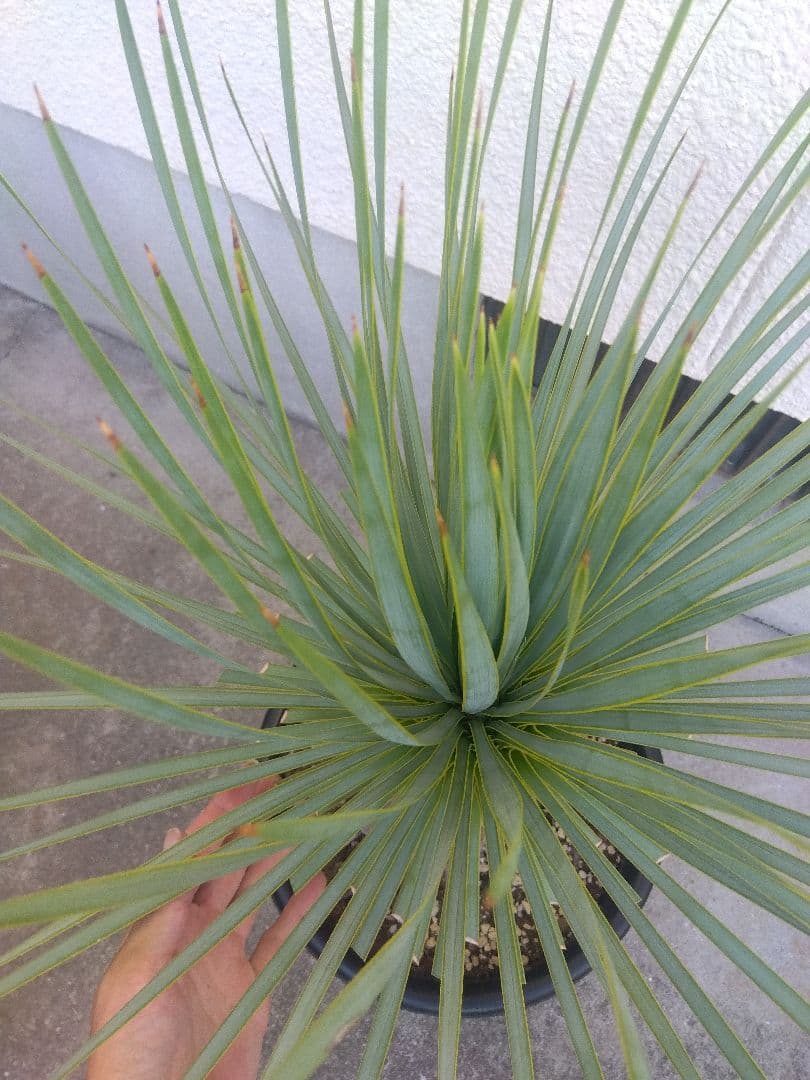 ユッカ　ロストラータ　10号鉢つき　根上がり❗