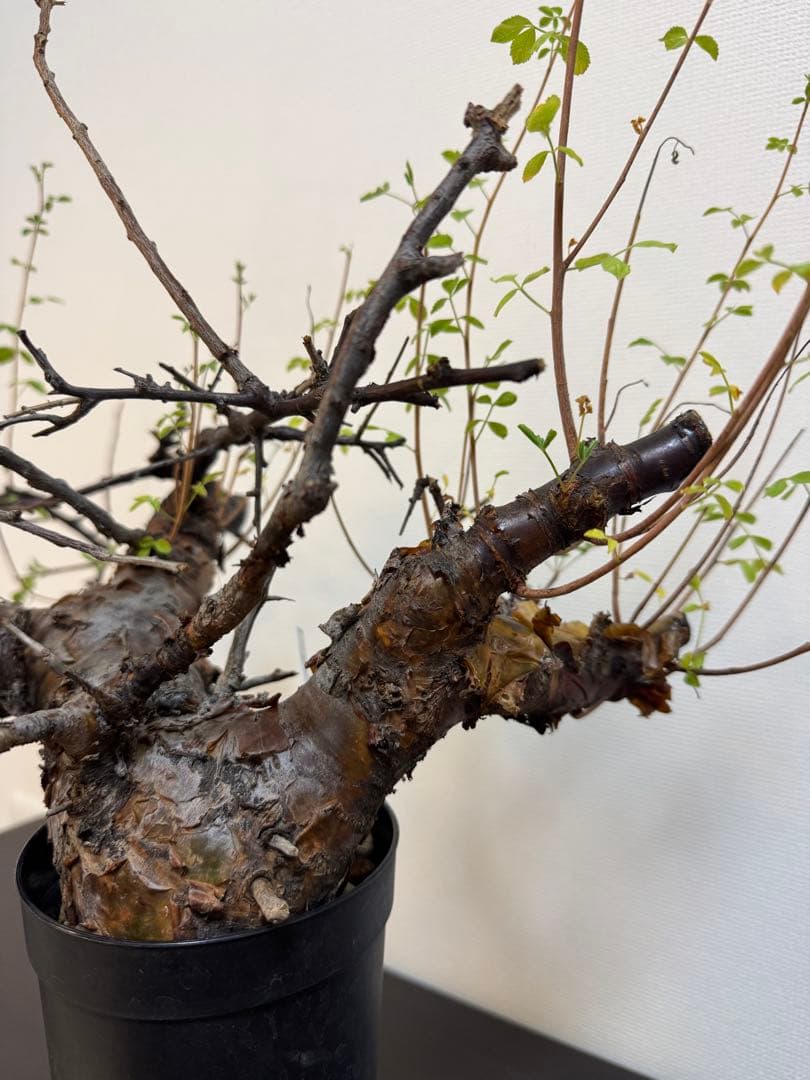 コミフォラ　ボラネンシス　現地球良型　発根済み