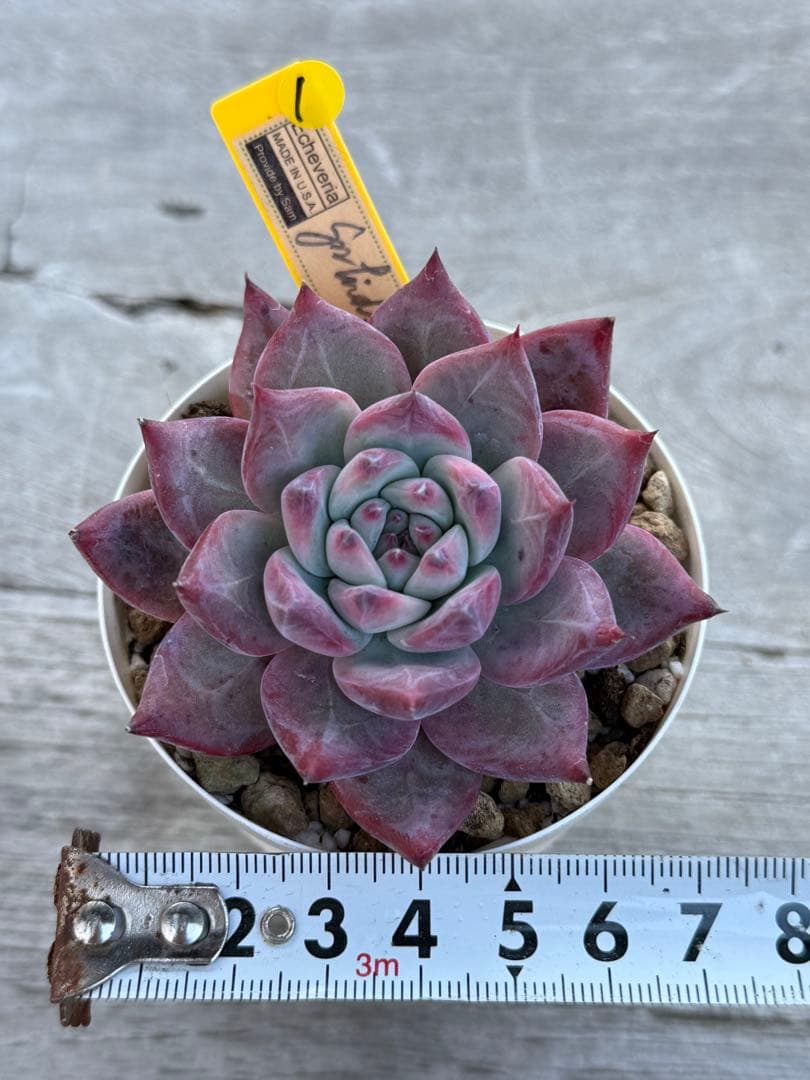 1 希少　SAMリンゼアナNo.6 カリフォルニア輸入　多肉植物