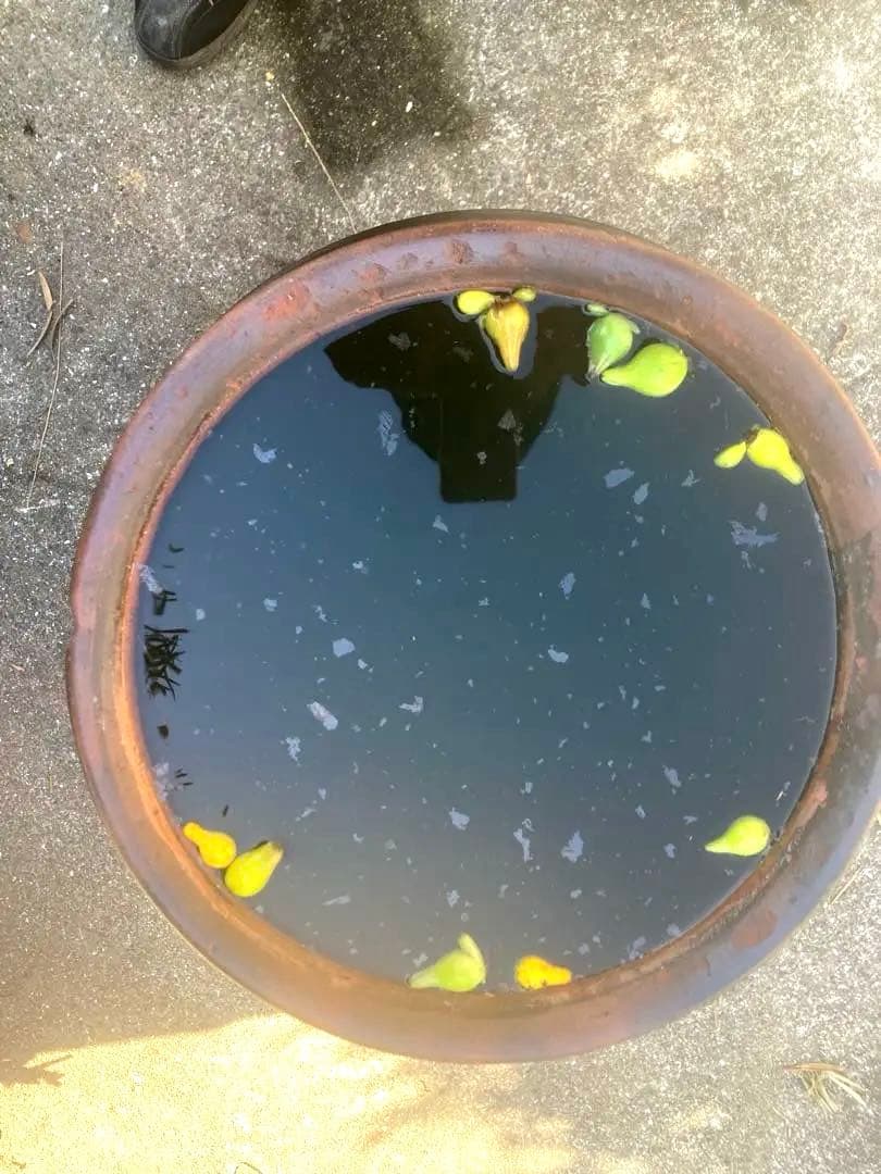 【古美術】趣のある黒茶褐色の陶器のカメ59センチ