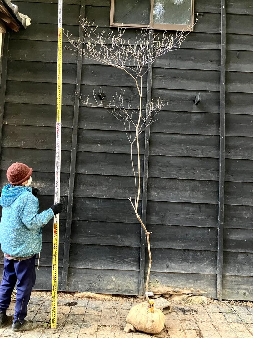 10 山採り　バイカツツジ