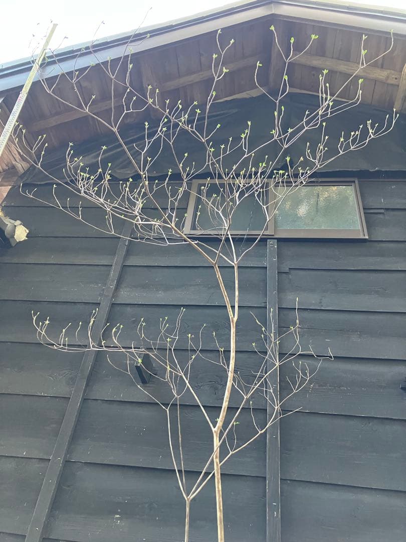 10 山採り　バイカツツジ