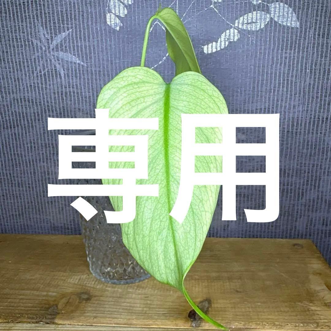 モンステラ　ボルシギアナ　セブブルーミント　トップカット苗