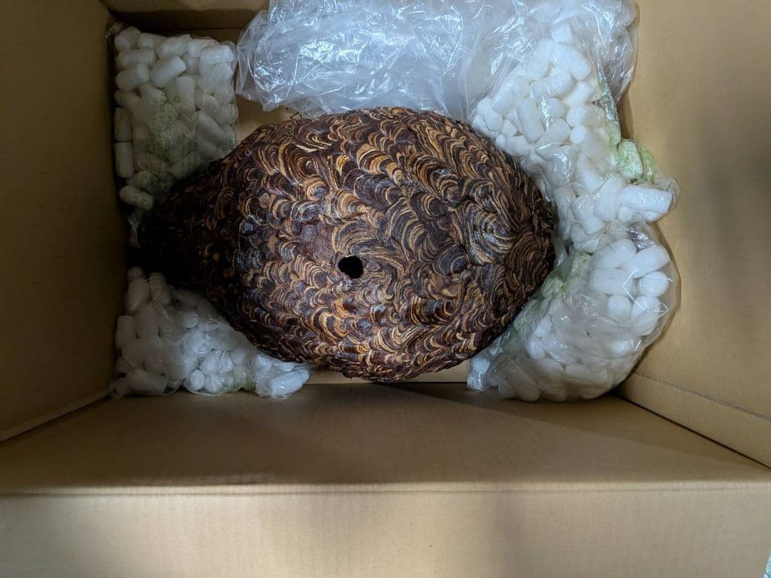 【本物】ハチの巣　縁起物