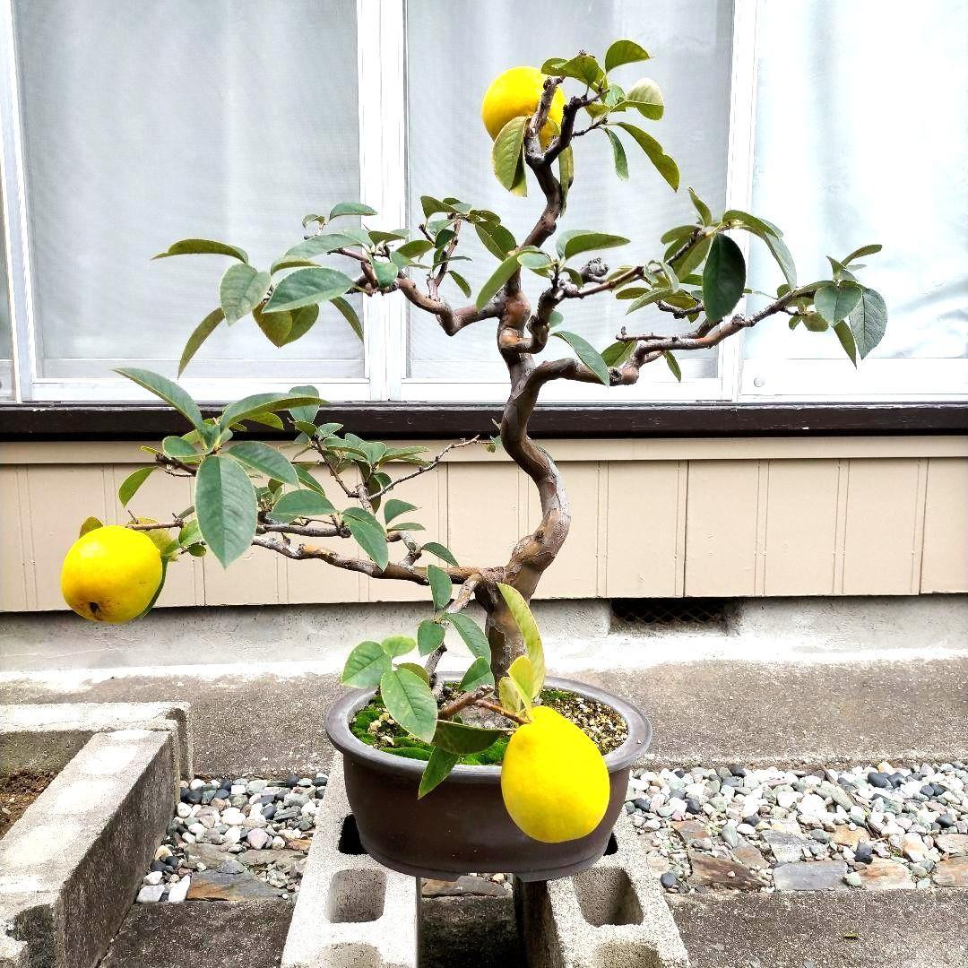 かりん・カリン・果林・花梨の盆栽