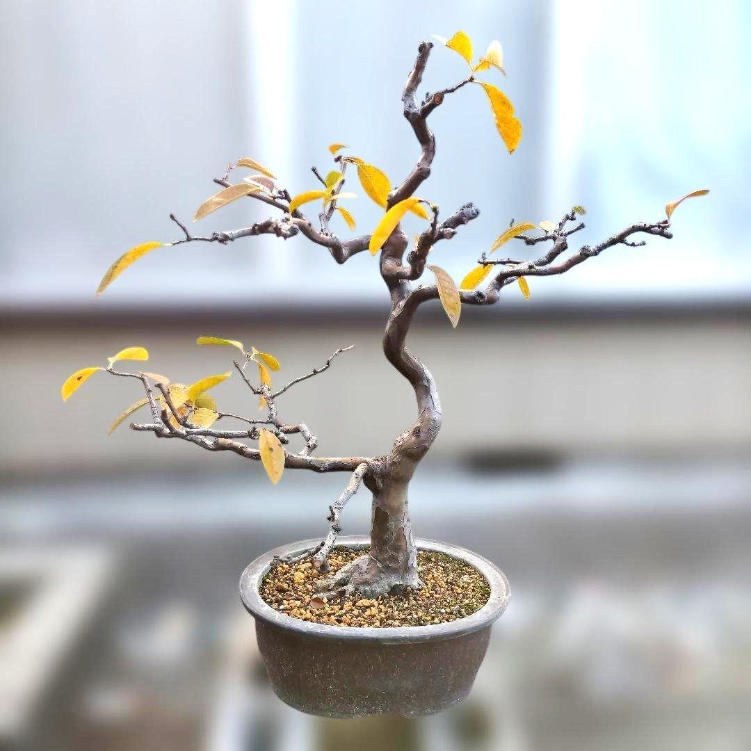 かりん・カリン・果林・花梨の盆栽