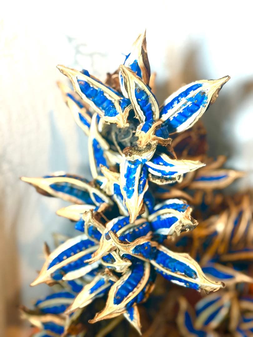 72 旅人の木 期間限定割引 今季宮古島産11房