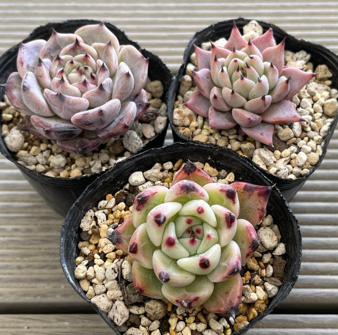 ざわわ×ロメオ　そわそわ×コロラータアテマハック　ざわわ×沙羅姫牡丹　多肉植物