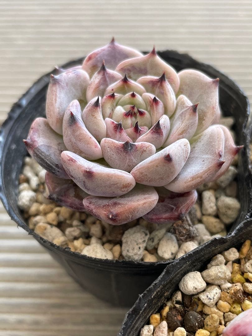 ざわわ×ロメオ　そわそわ×コロラータアテマハック　ざわわ×沙羅姫牡丹　多肉植物