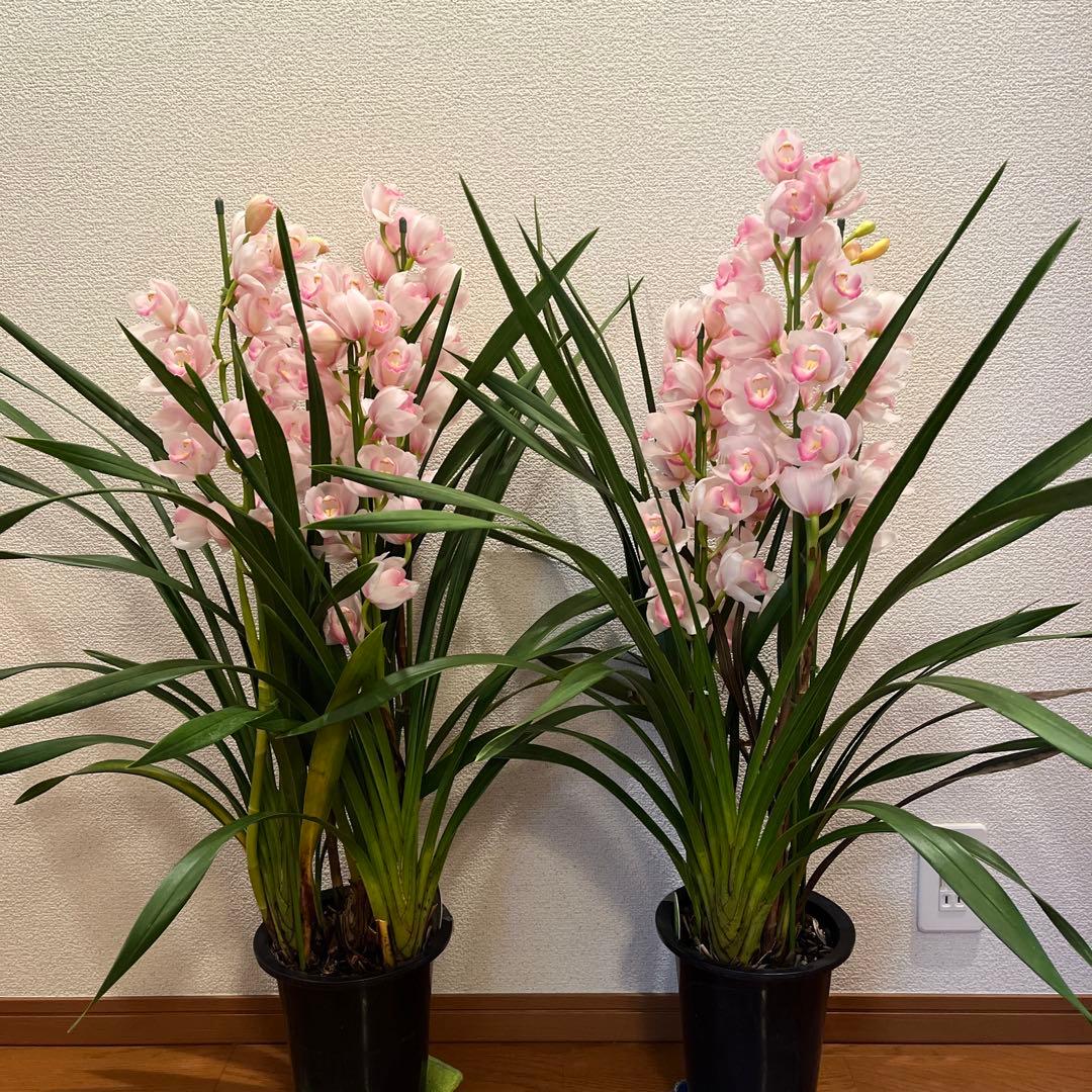 売り尽くしセット　シンビジューム　6.3号　４本立ち　トゥーランドット