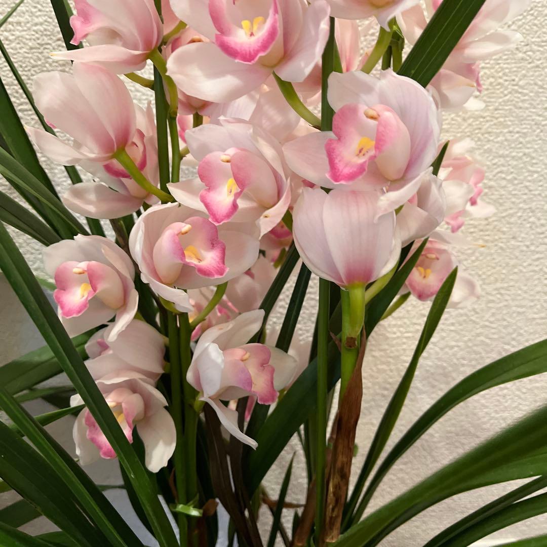 売り尽くしセット　シンビジューム　6.3号　４本立ち　トゥーランドット