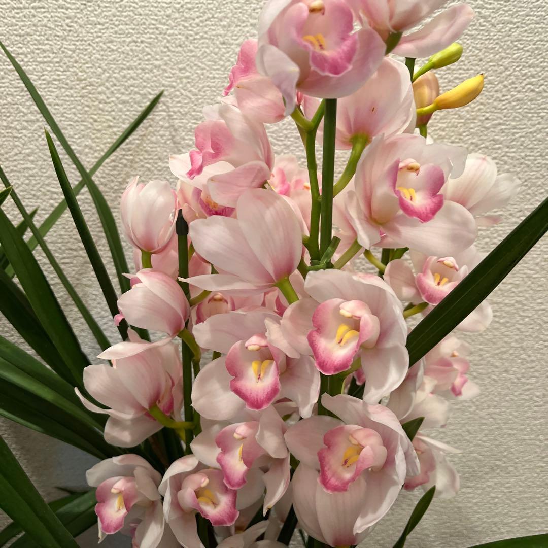 売り尽くしセット　シンビジューム　6.3号　４本立ち　トゥーランドット