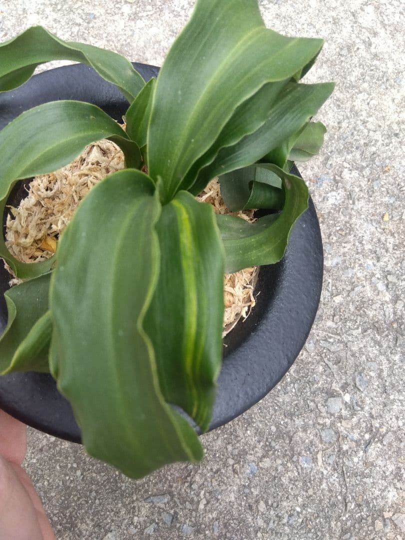 万年青　おもと　獅子　微縞斑　５号陶器鉢つき　子株2株つき❗　④