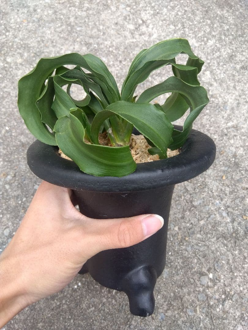 万年青　おもと　獅子　微縞斑　５号陶器鉢つき　子株2株つき❗　④