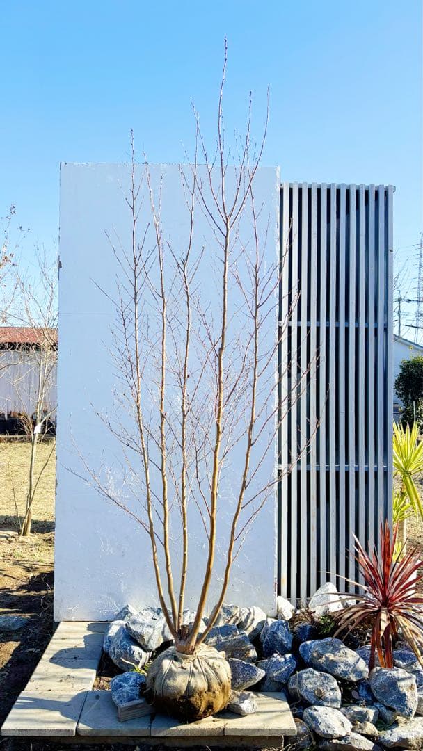 絶品美幹。ヒメシャラ切り戻し本株立ち2.9M(鉢底から)