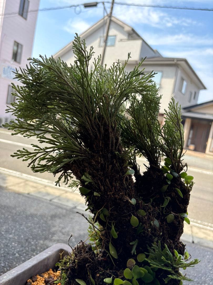 ❹ イワヒバ ( 岩松 ） 首長最上株物 ３０年以上物コニファー 鉢植え