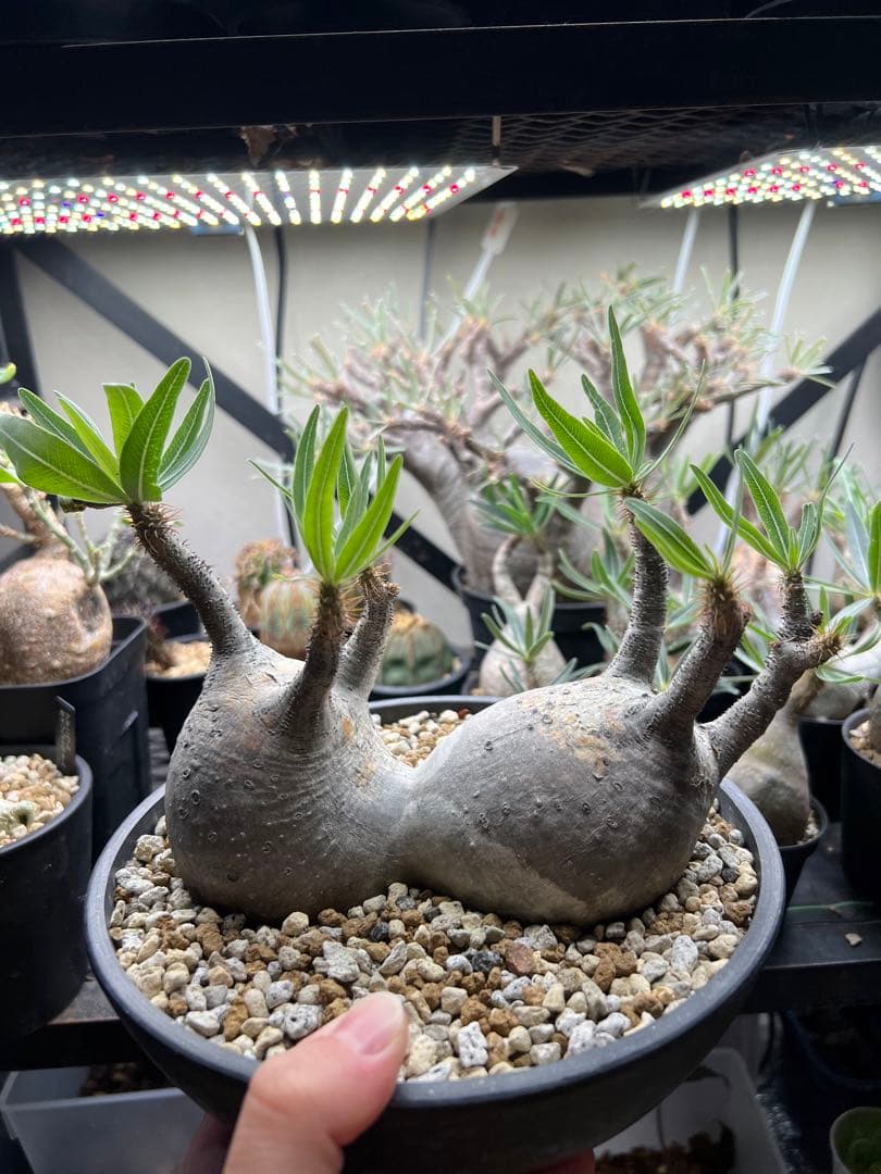 パキポディウム・グラキリス　二頭　現地球　発根