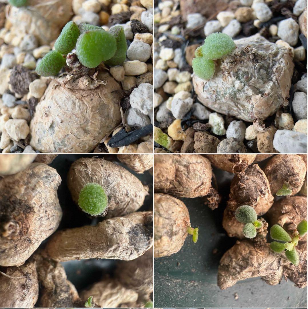 2株 珍奇植物チチレコドン シミリス コーデックス多肉植物 冬型根塊植物 発芽済