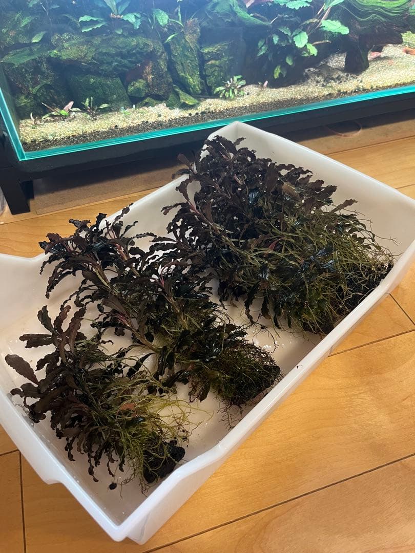 ブセファランドラ・クダガン(1.2.grow)群生株